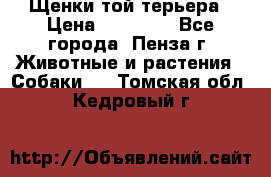 Щенки той терьера › Цена ­ 10 000 - Все города, Пенза г. Животные и растения » Собаки   . Томская обл.,Кедровый г.